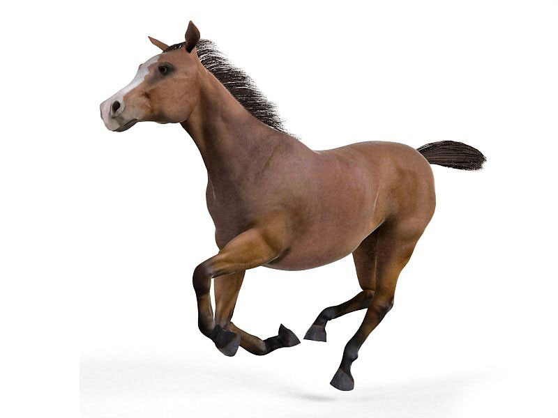 Horse-3D-Model-2